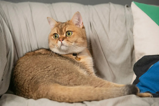 The Ultimate Guide to British Shorthair Cats: temperament, and Care