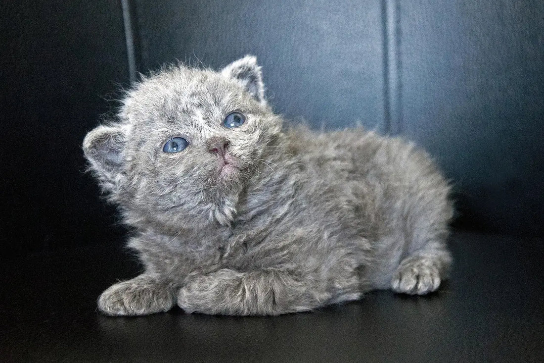 How Much Does a Selkirk Rex Cat Cost? (US, Canada, UK)