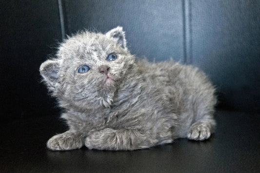 How Much Does a Selkirk Rex Cat Cost? (US, Canada, UK)