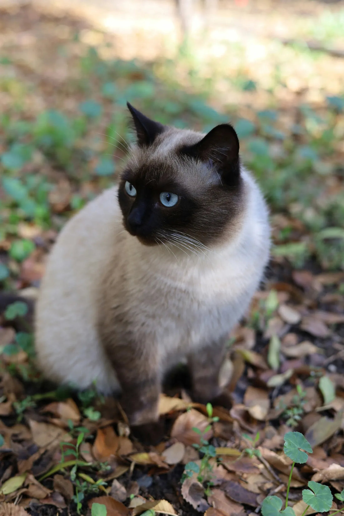 Siamese Cat: Complete Breed Guide