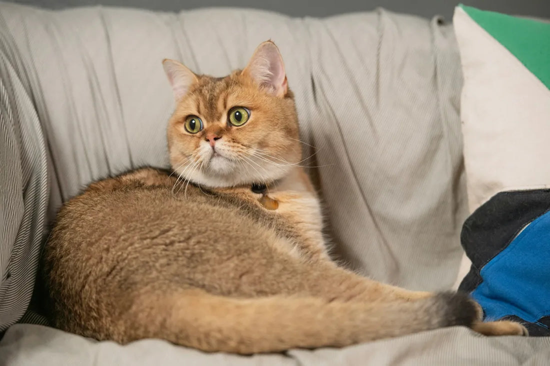 The Ultimate Guide to British Shorthair Cats: temperament, and Care