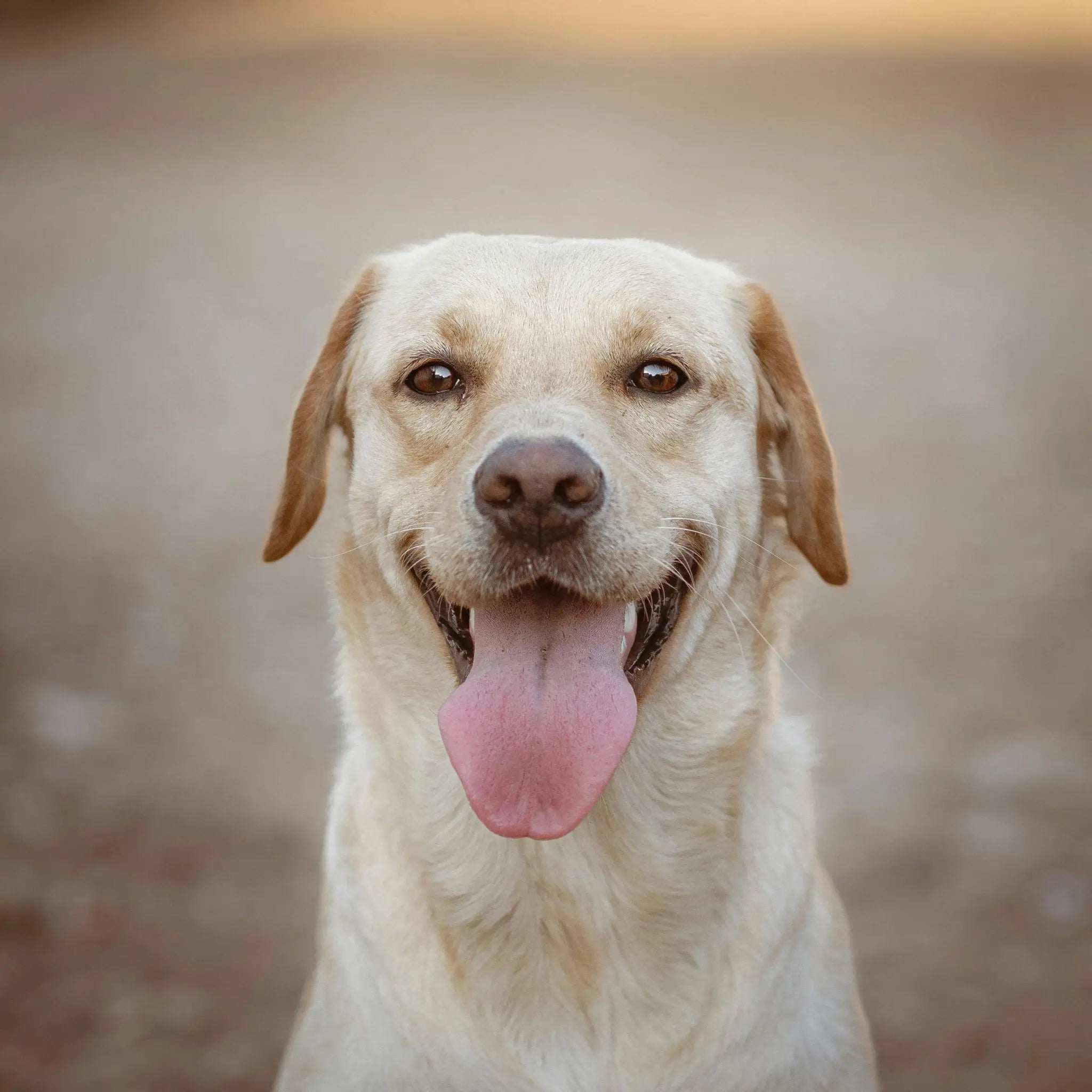 Rare Silver Labrador Retriever dog with smooth coat